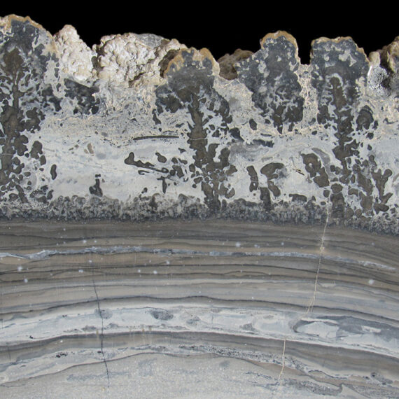 Calcaire paysager à stromatolites du Royaume-Uni.