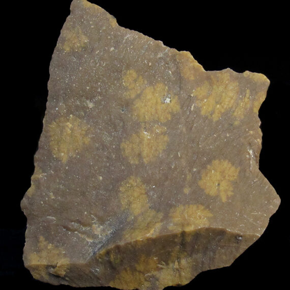 Pierre fleurie des Marquises.
