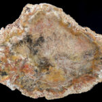 Bois fossile des États-Unis