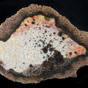 Bois fossile des États-Unis