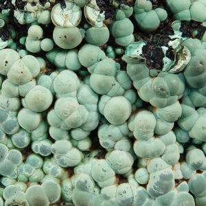 Malachite de République Démocratique du Congo