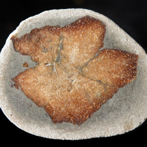 Glendonite de Russie