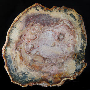 Bois fossile de Madagascar