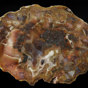 Bois fossile des États-Unis