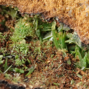 Pyromorphite des Côtes-d'Armor