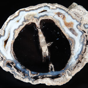 Bois fossile des Etats-Unis